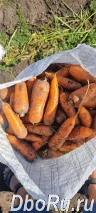 Свежий картофель, морковь, капуста и свекла весной в Алтайском крае